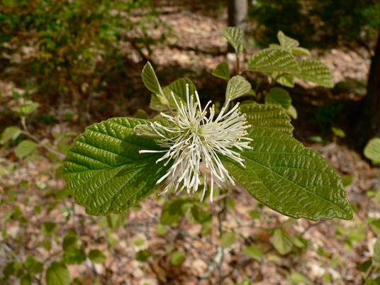 {Fothergilla gardenii}